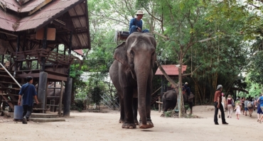 Thai Voyages | Village d'éléphants